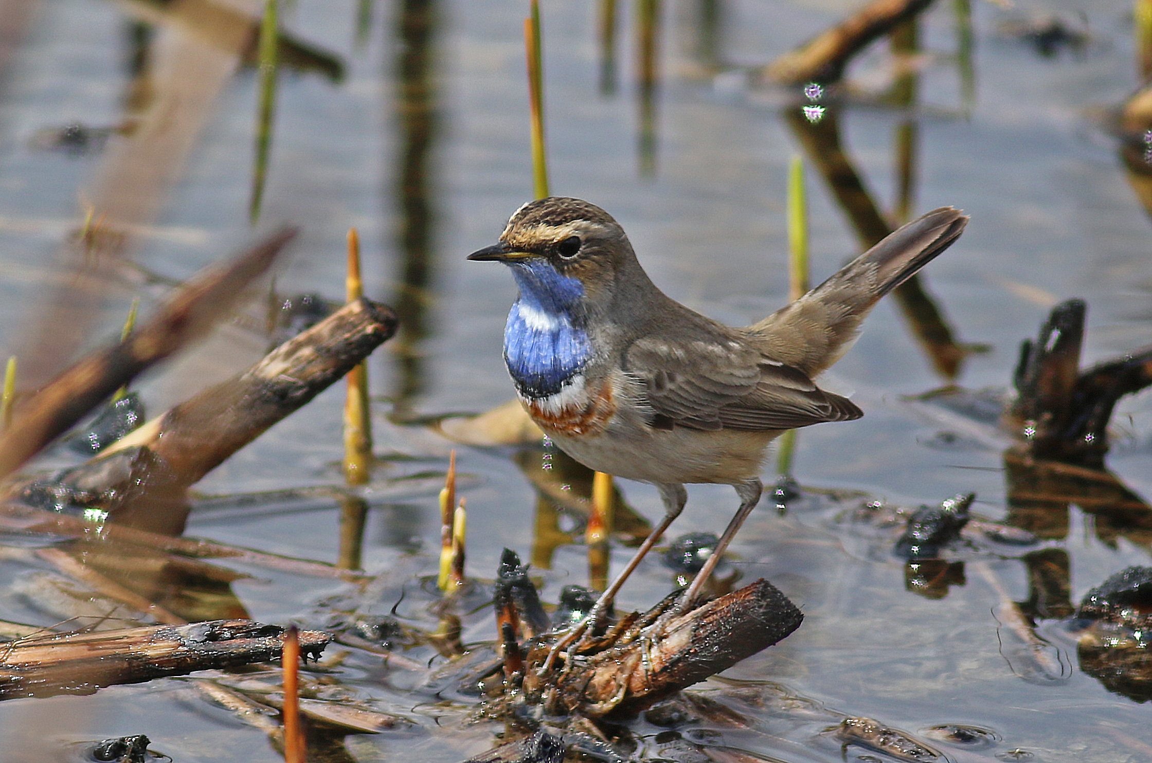 Bluethroat