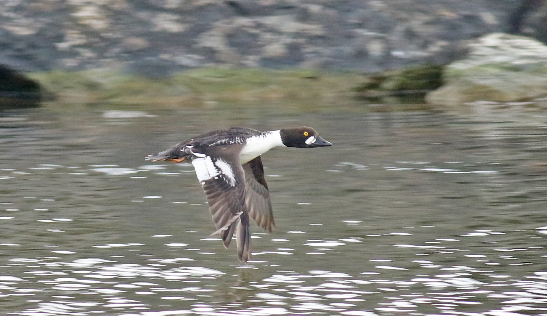 Common Goldeneye