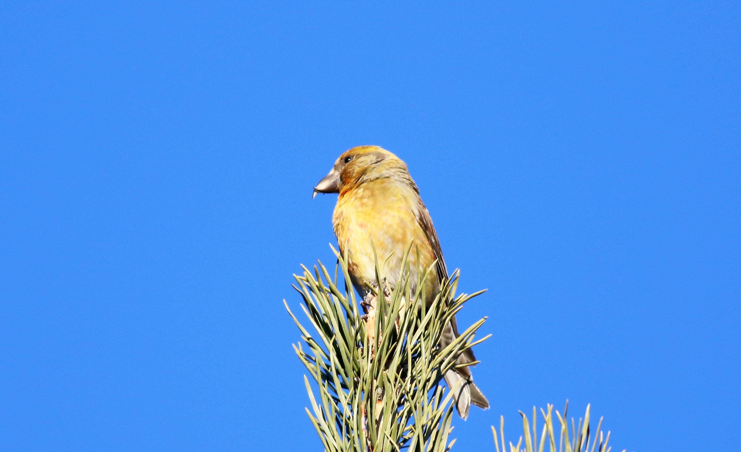 Red Crossbill