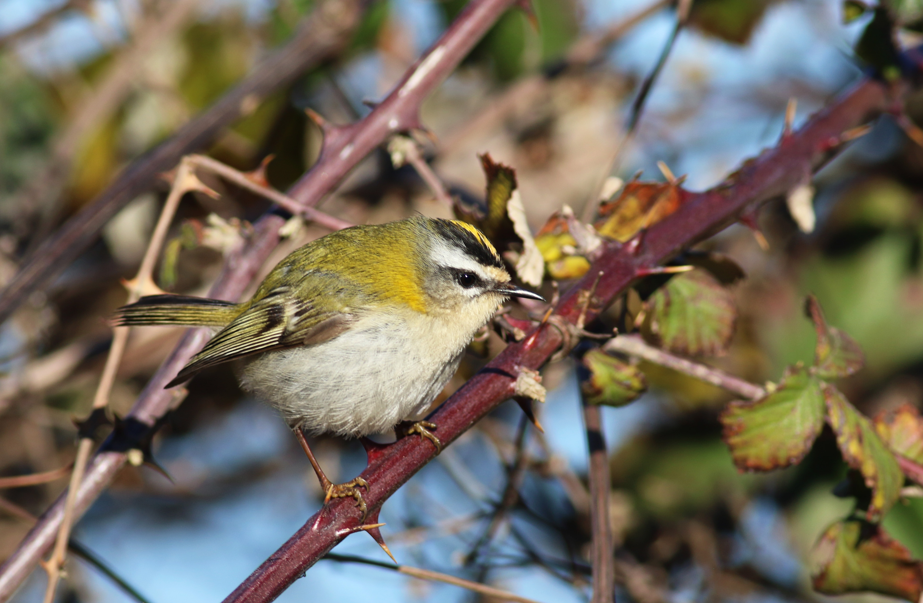 Common Firecrest