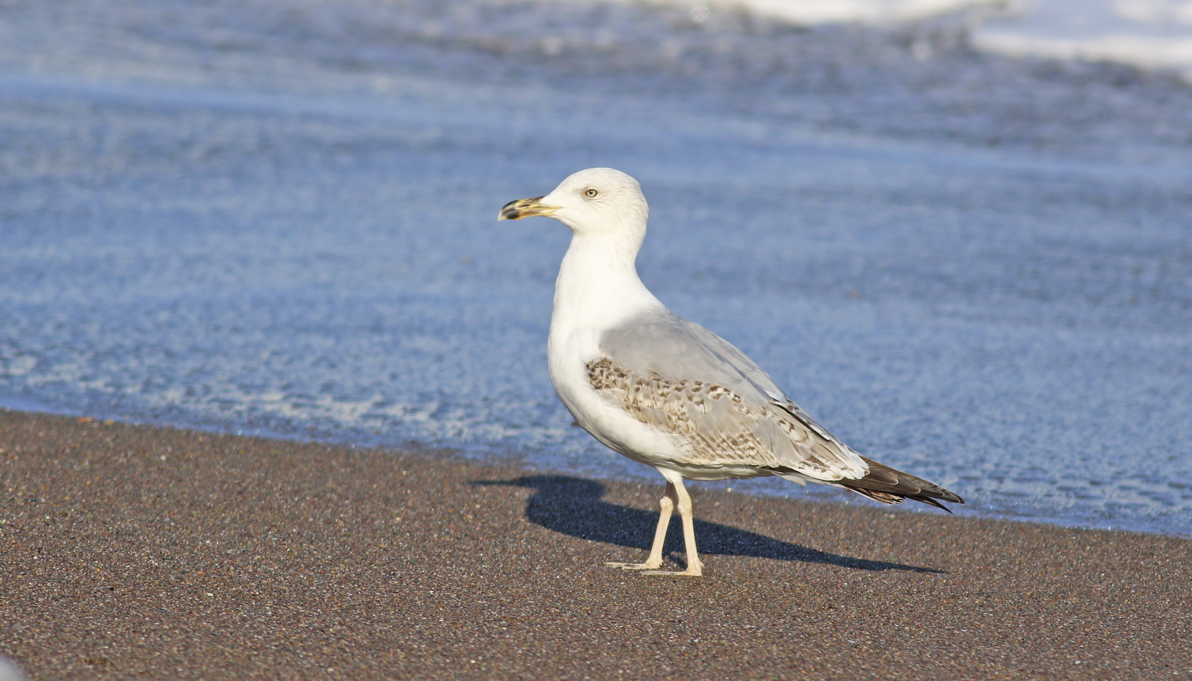 Caspian Gull