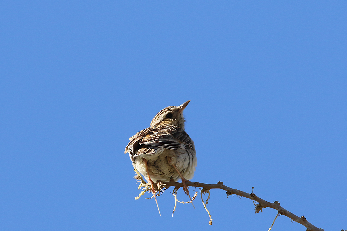Wood Lark