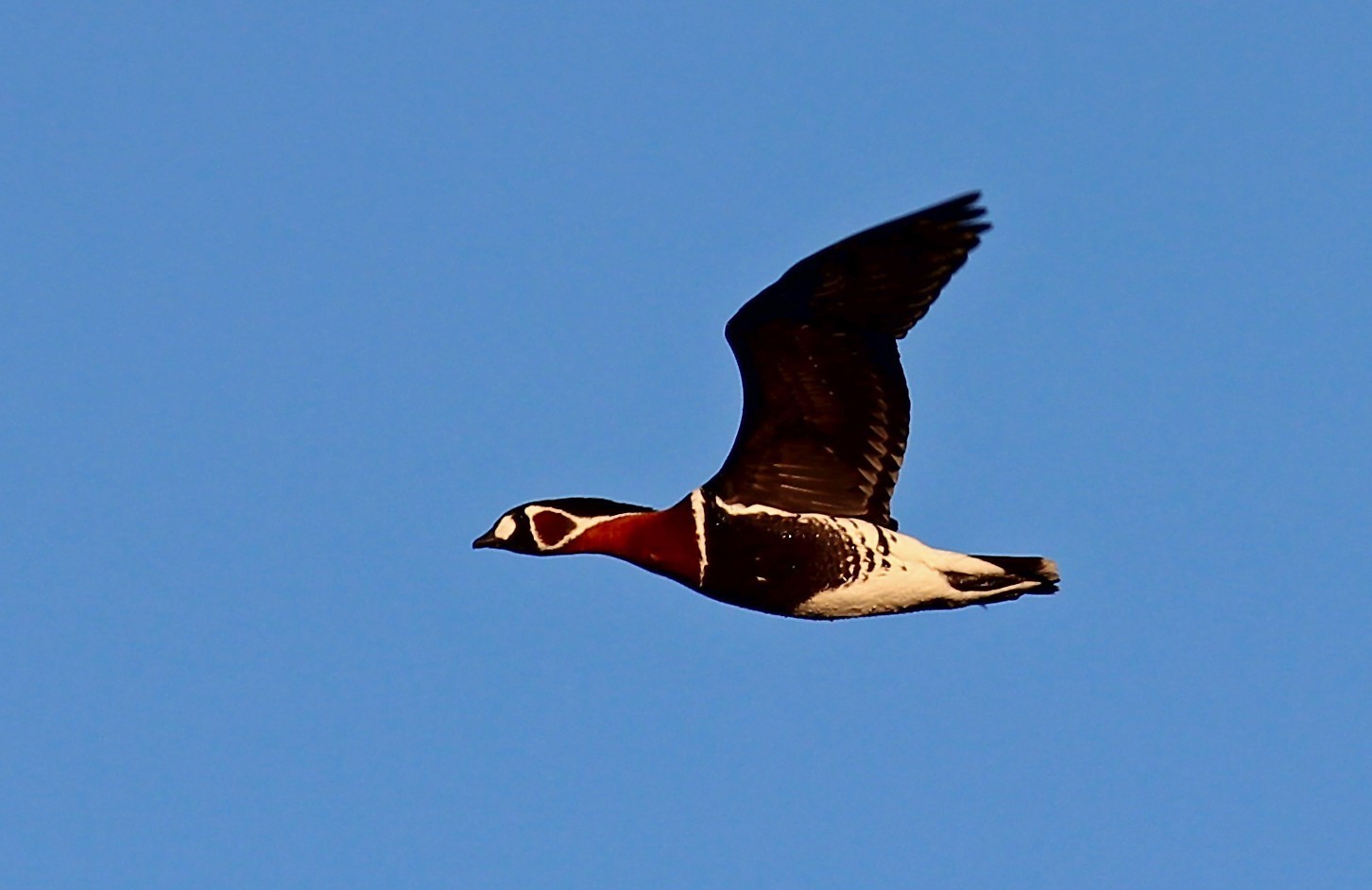 Red-breasted Goose
