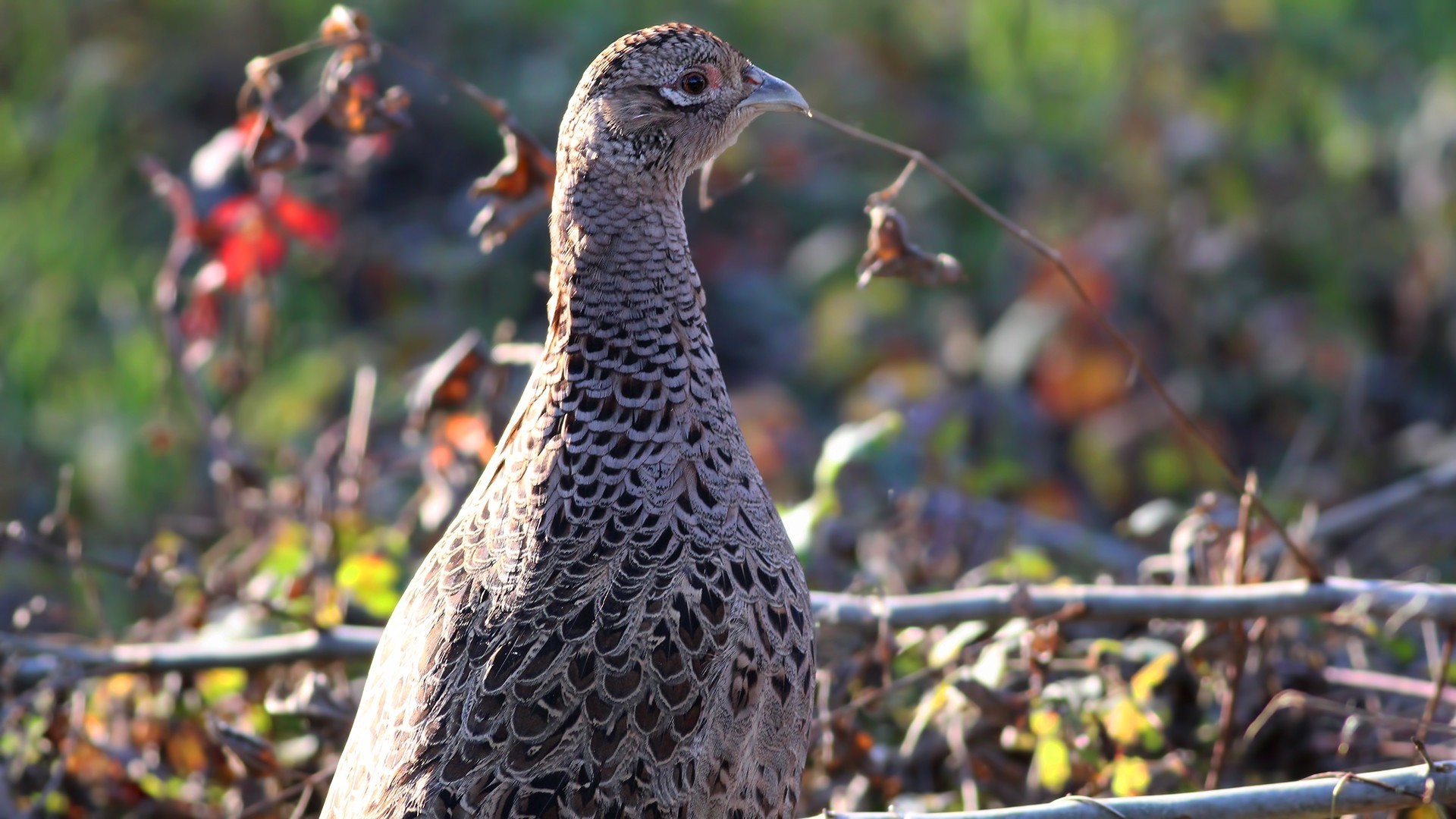 Ring-necked Pheasant