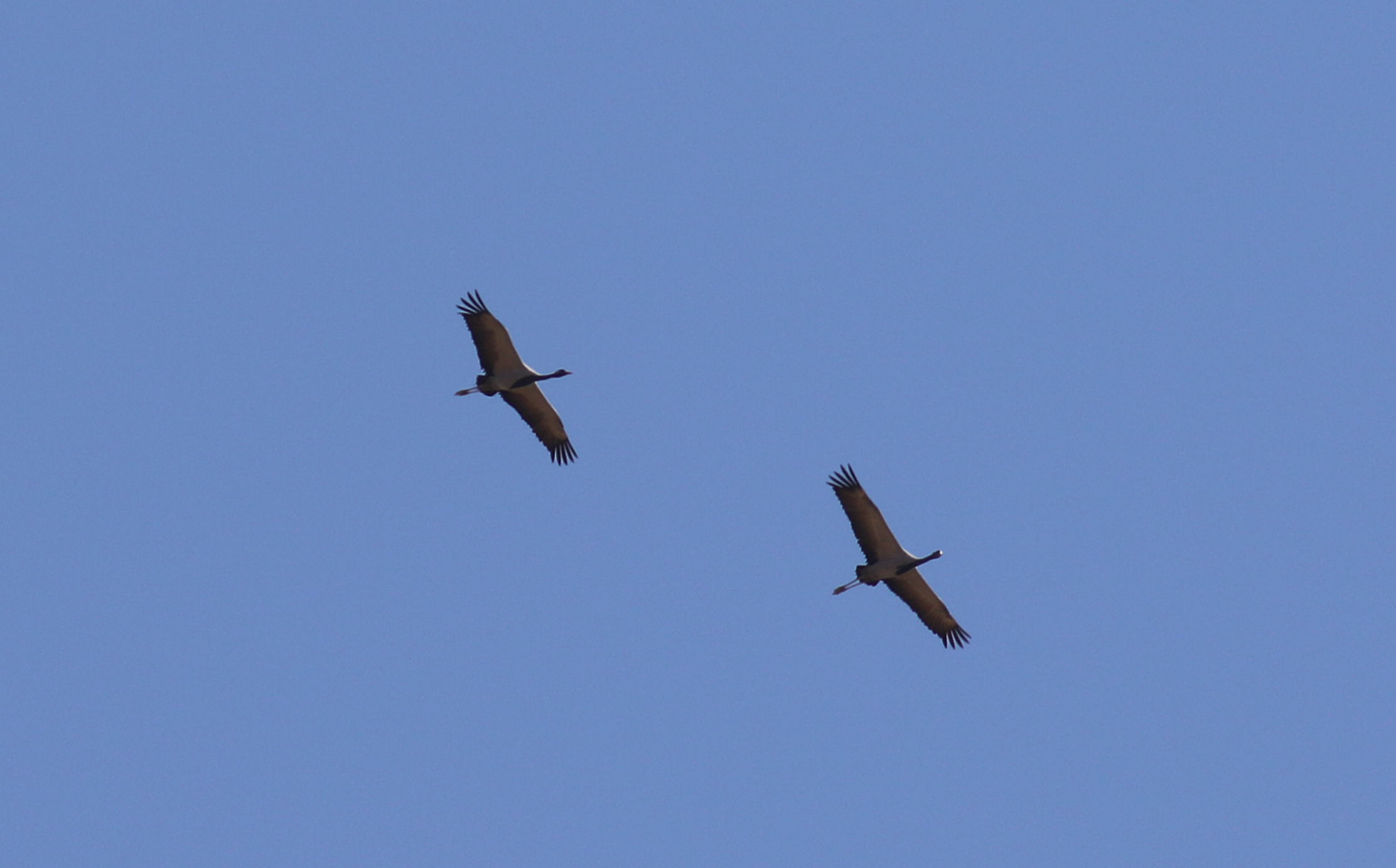 Demoiselle Crane