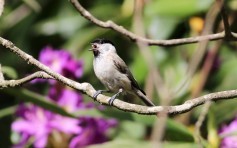 Marsh Tit