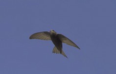 Pallid Swift