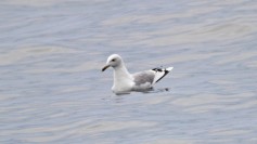 Caspian Gull