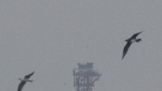 Parasitic Jaeger