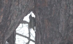 Gray-headed Woodpecker