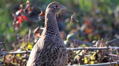 Ring-necked Pheasant