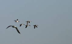 Smew