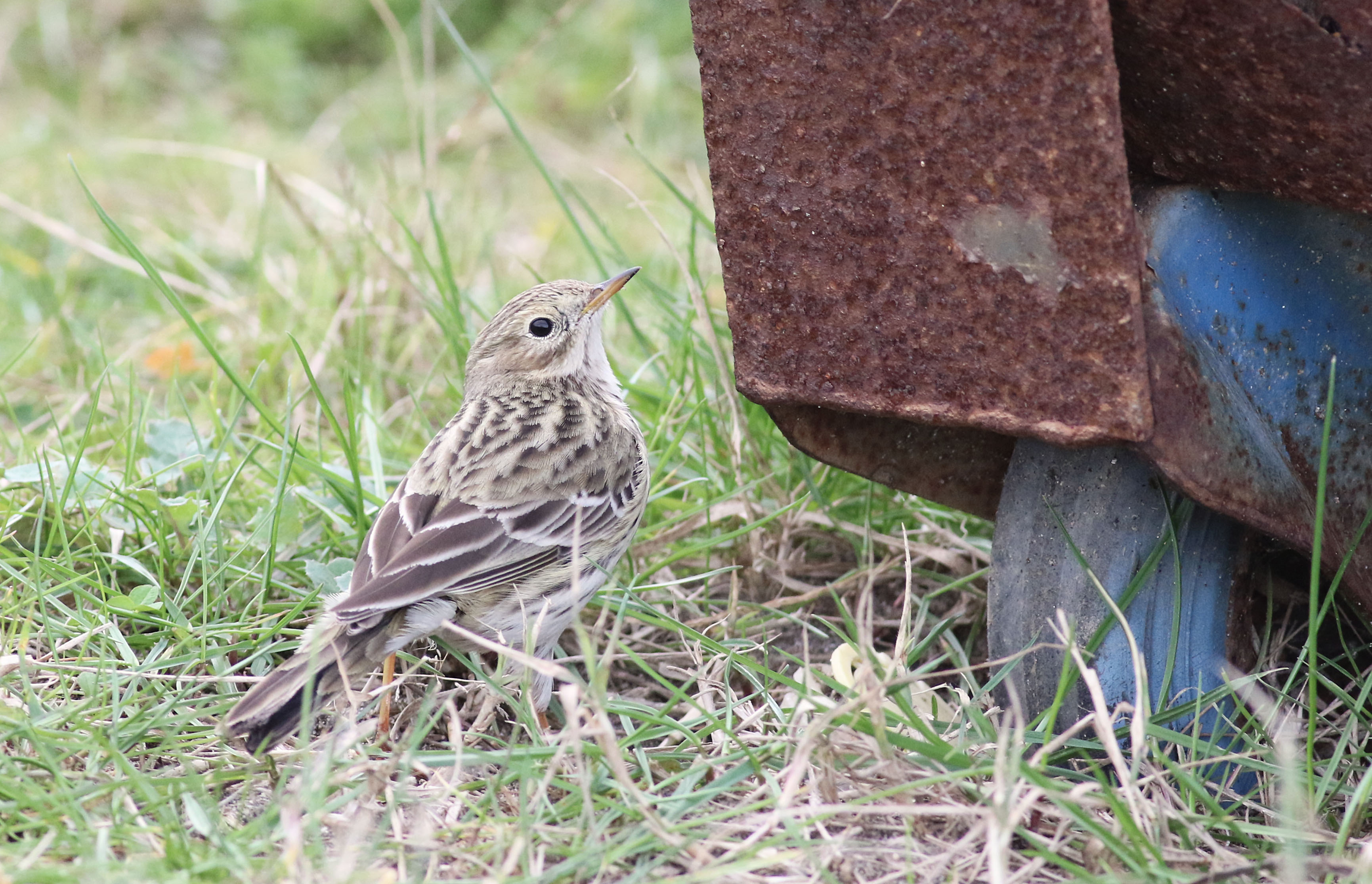 Meadow Pipit