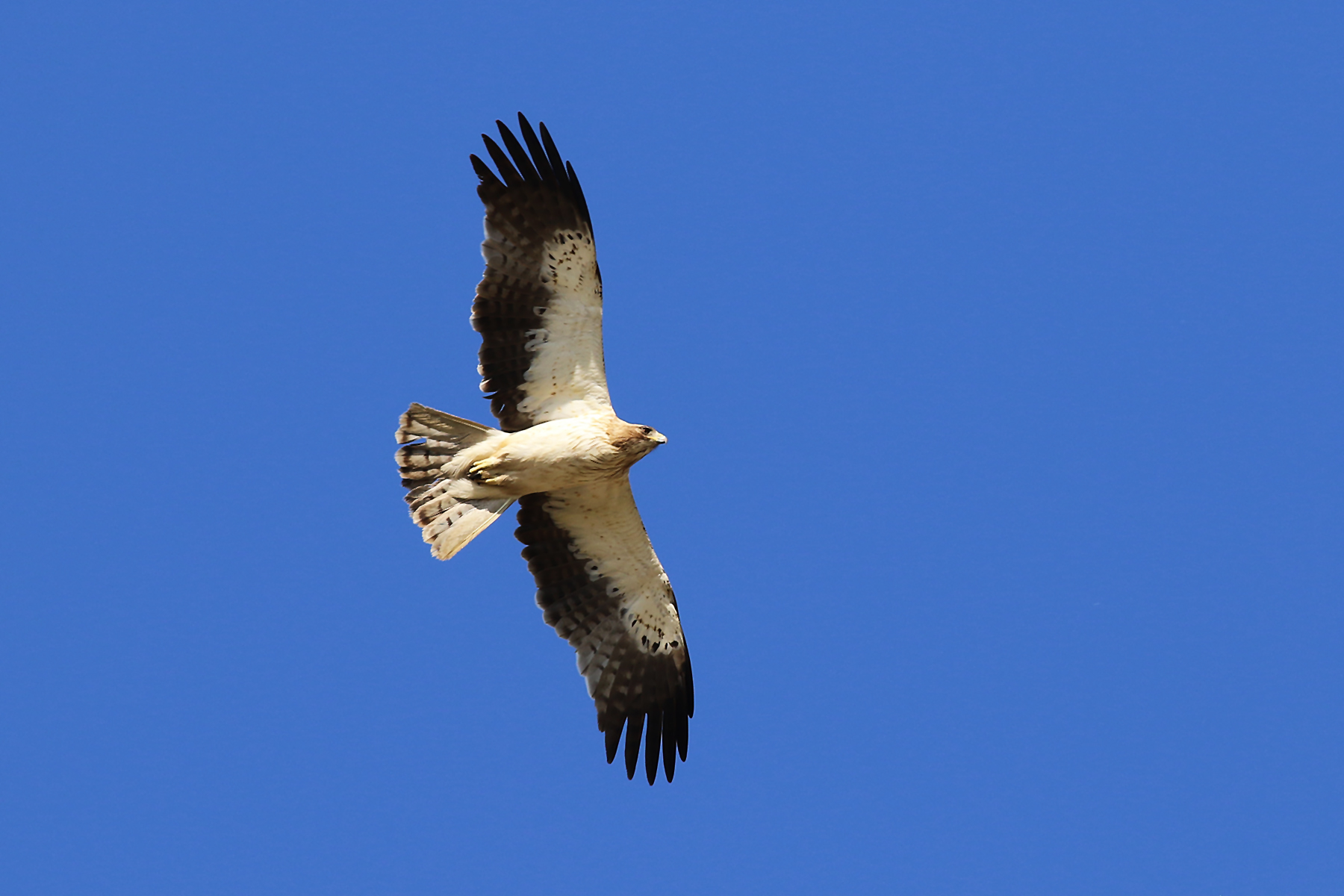 Booted Eagle