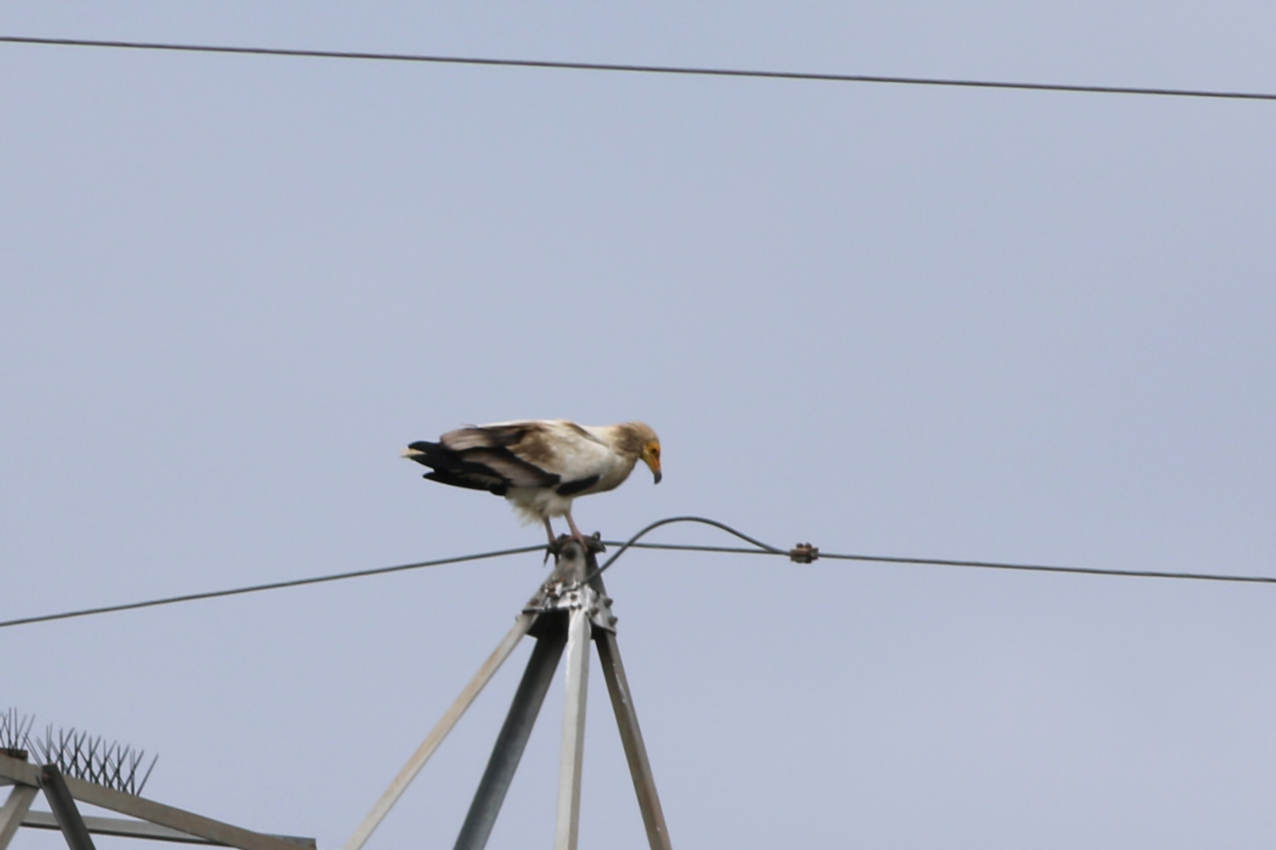 Egyptian Vulture — Ana fotoğraf