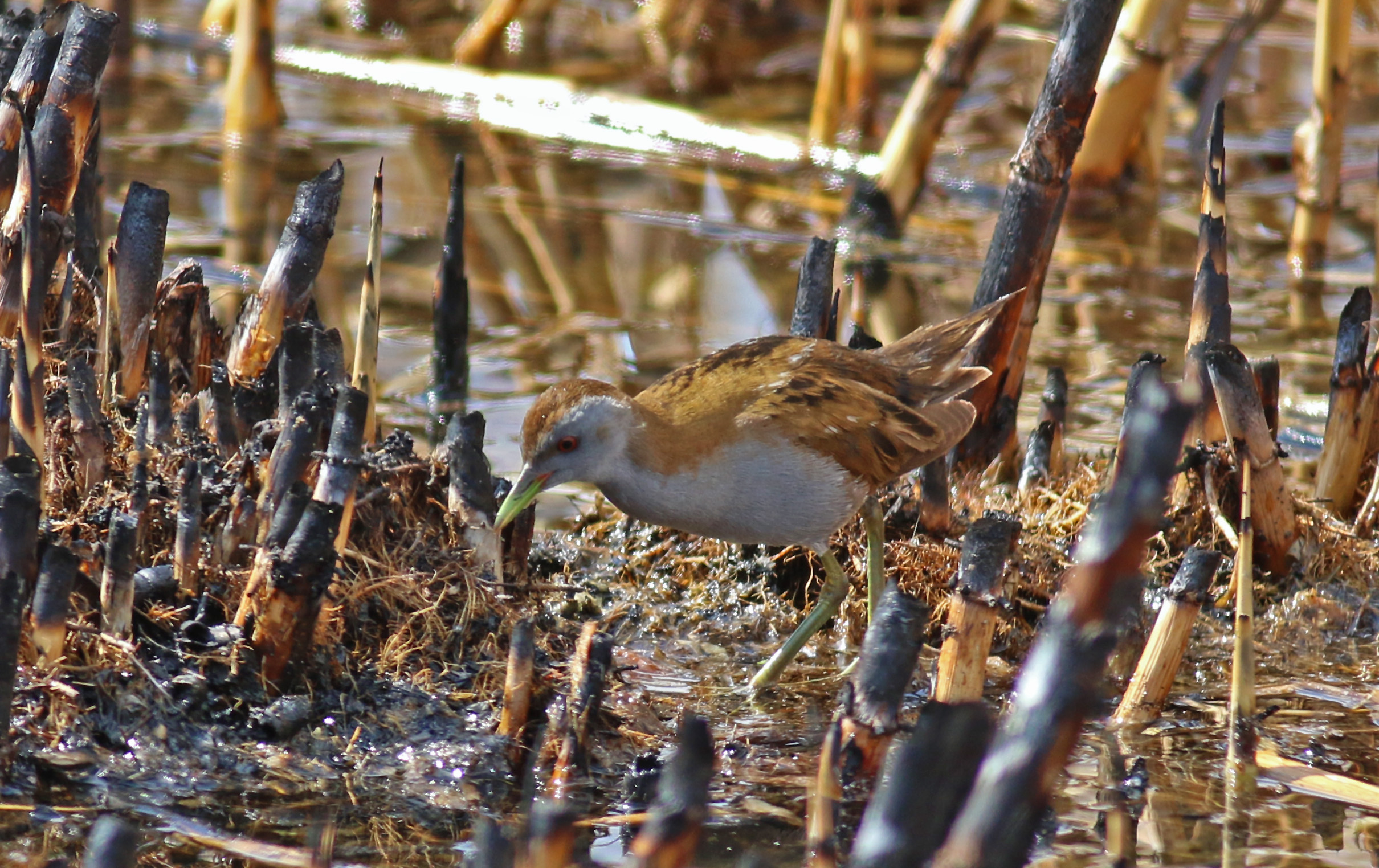 Little Crake