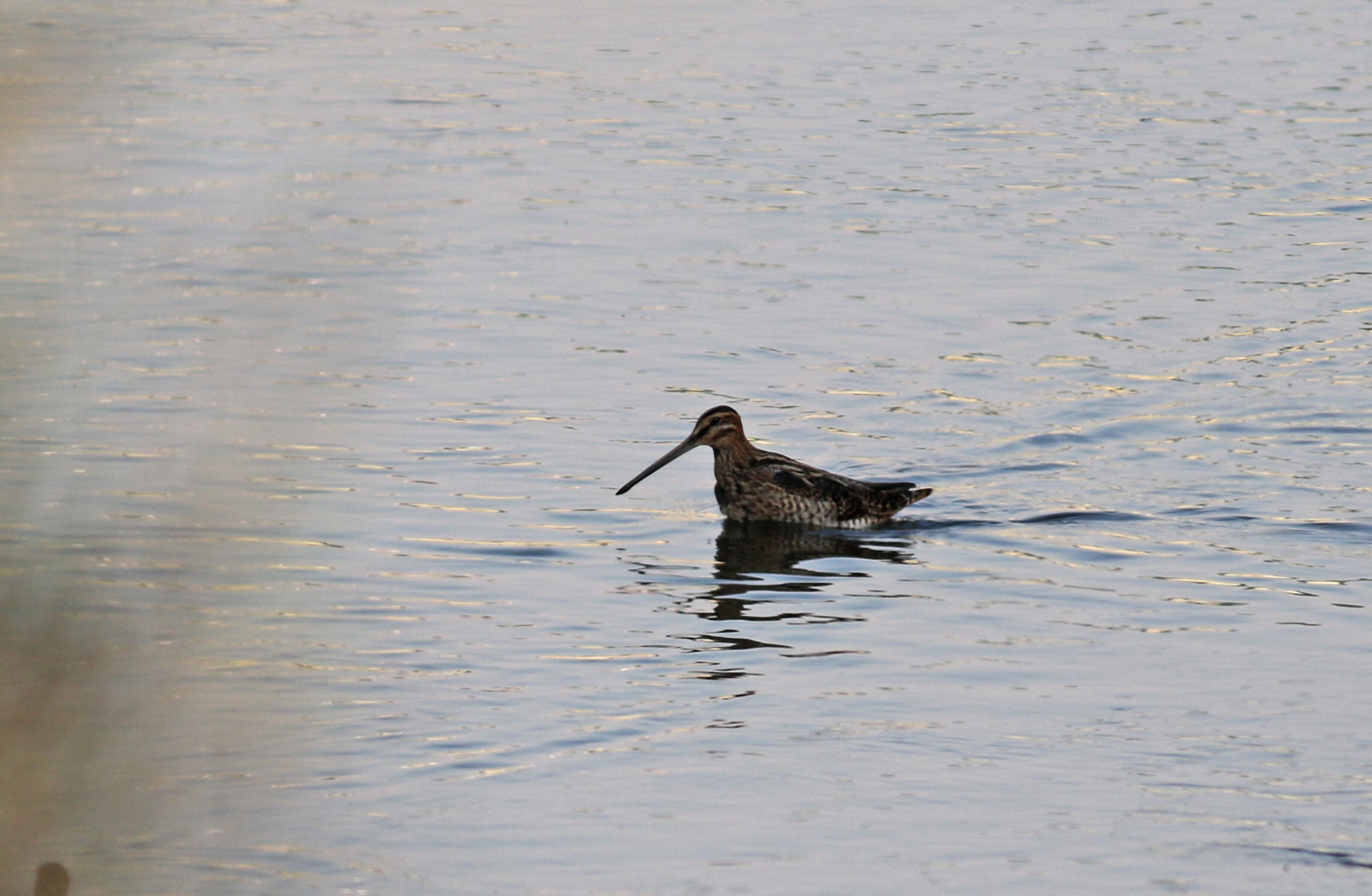Great Snipe