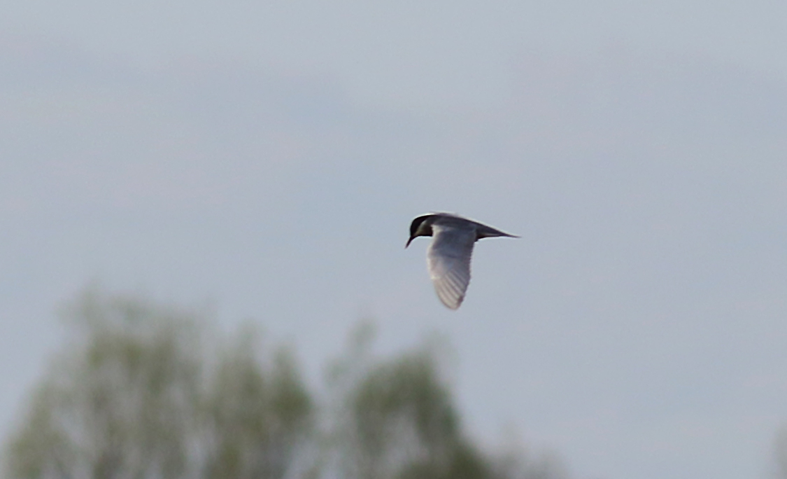 Whiskered Tern
