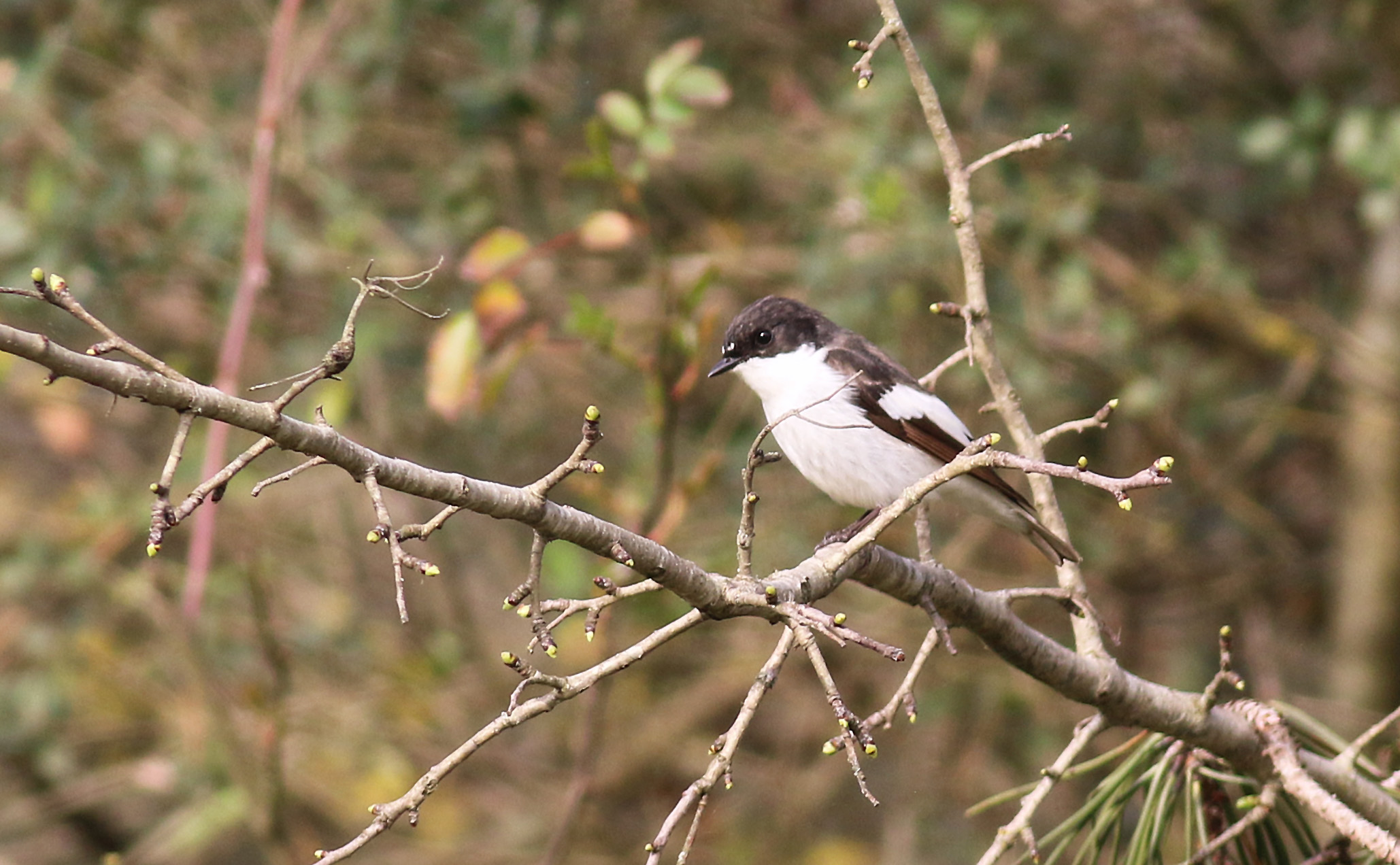 European Pied Flycatcher