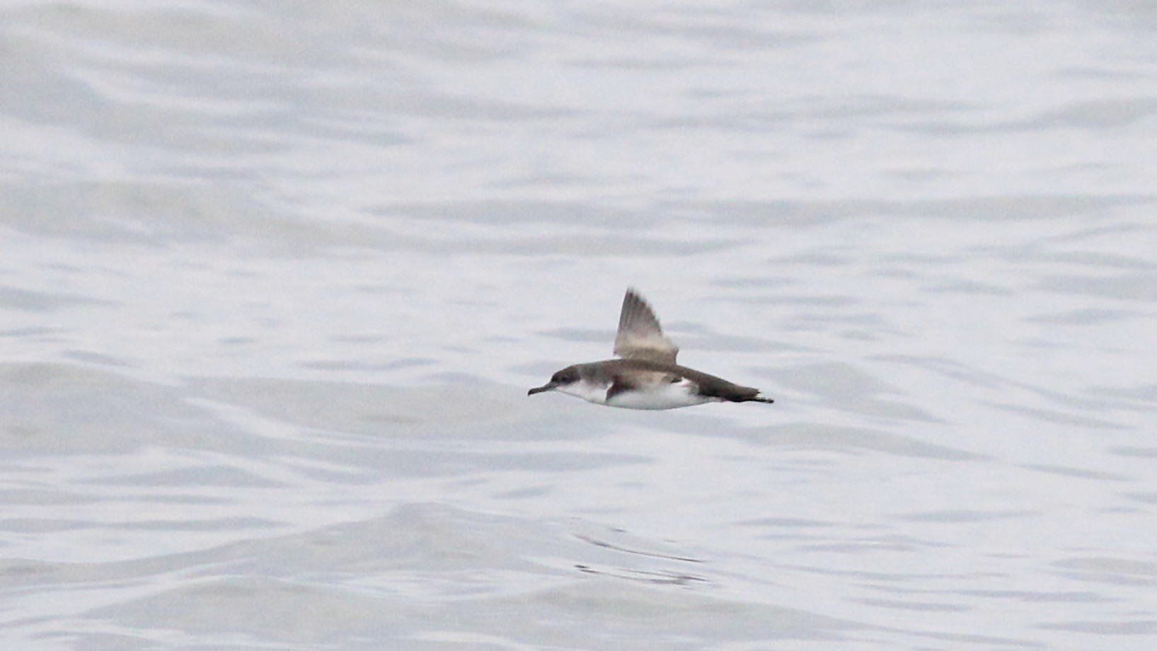 Yelkouan Shearwater