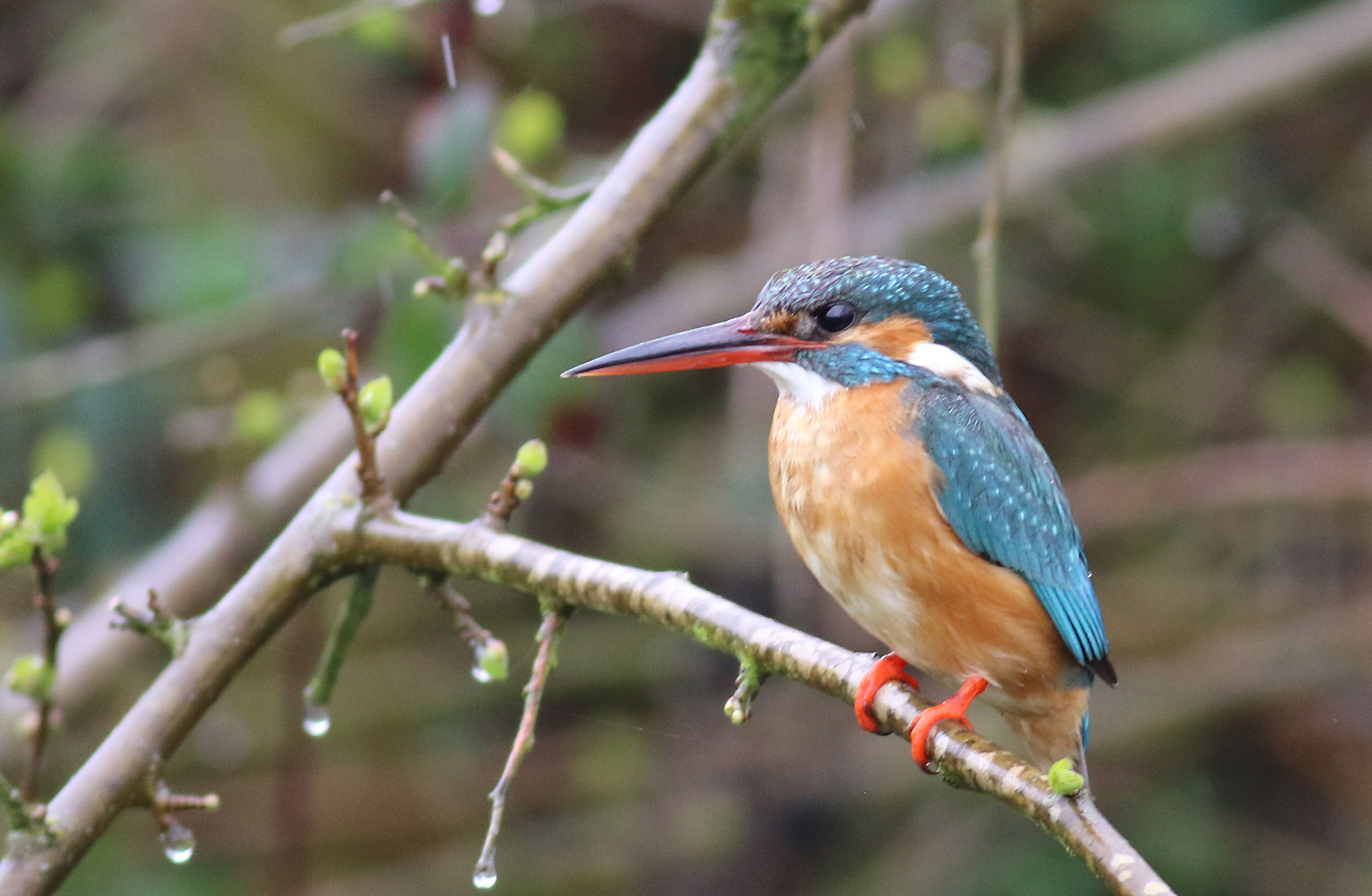 Common Kingfisher