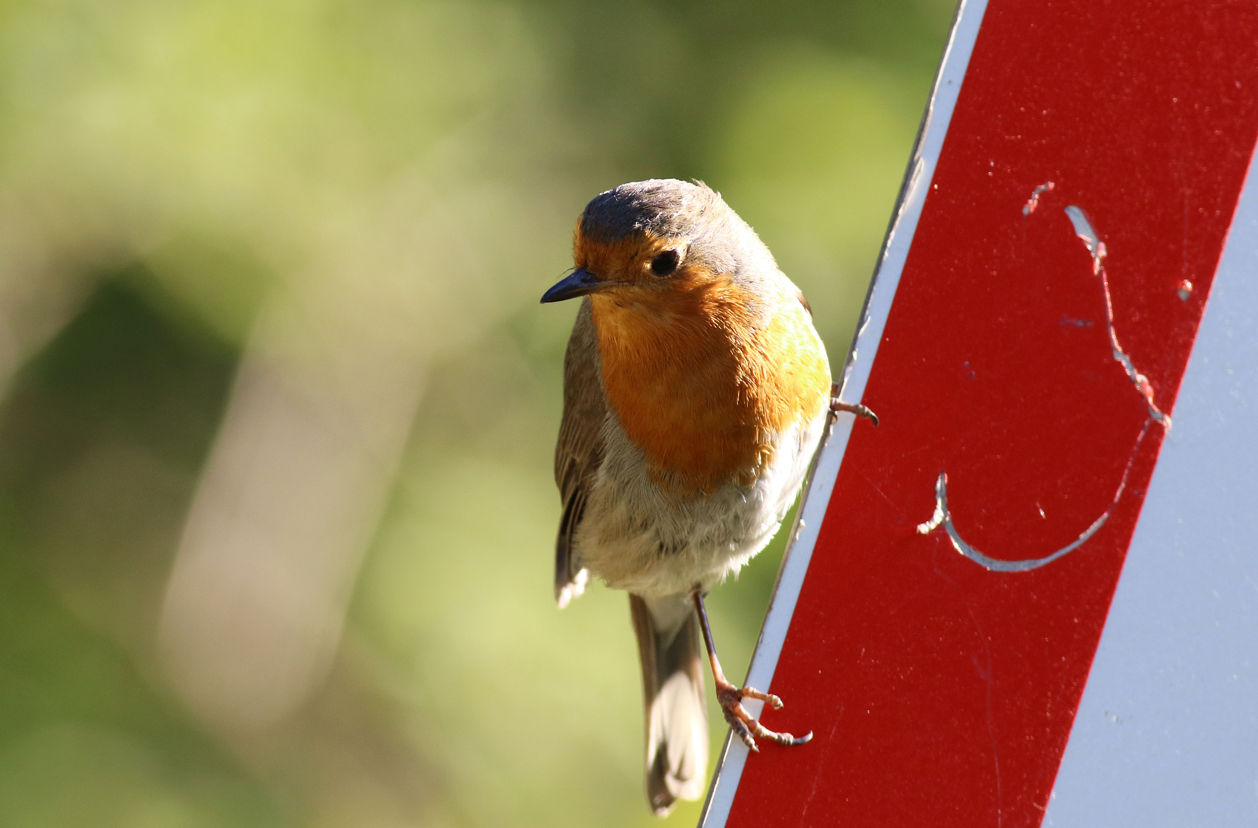 European Robin