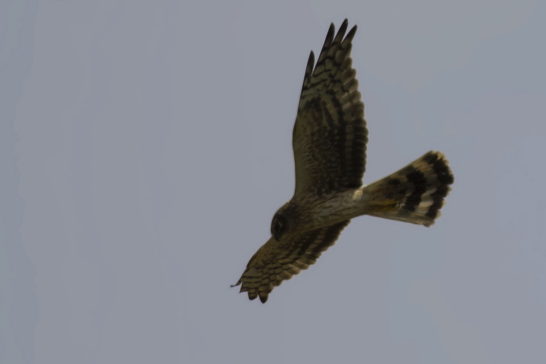 Montagu's Harrier