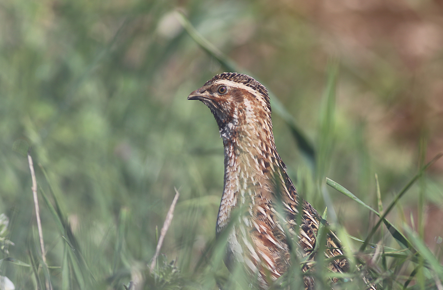 Common Quail — Ana fotoğraf