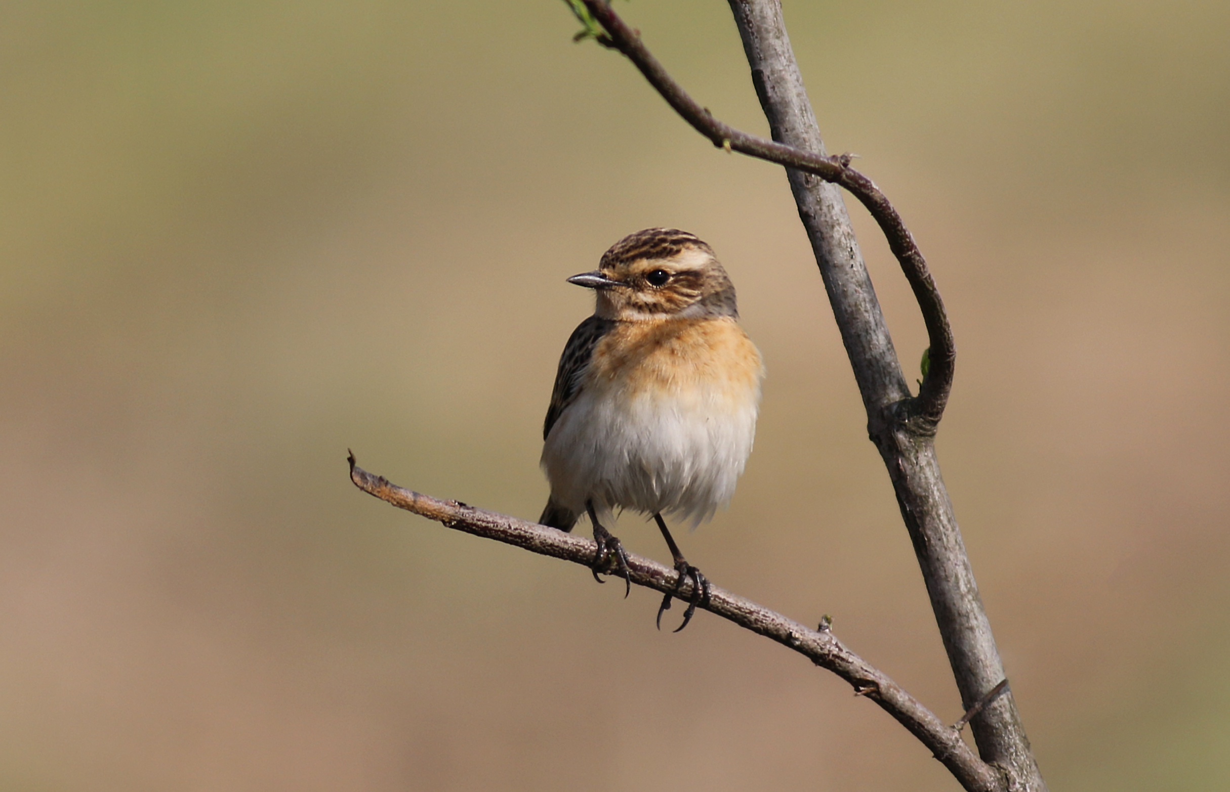 Siberian Stonechat
