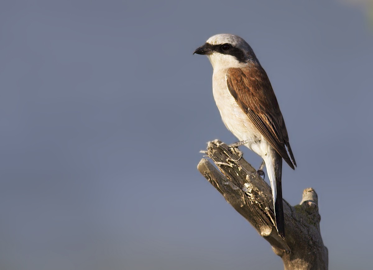 Red-backed Shrike