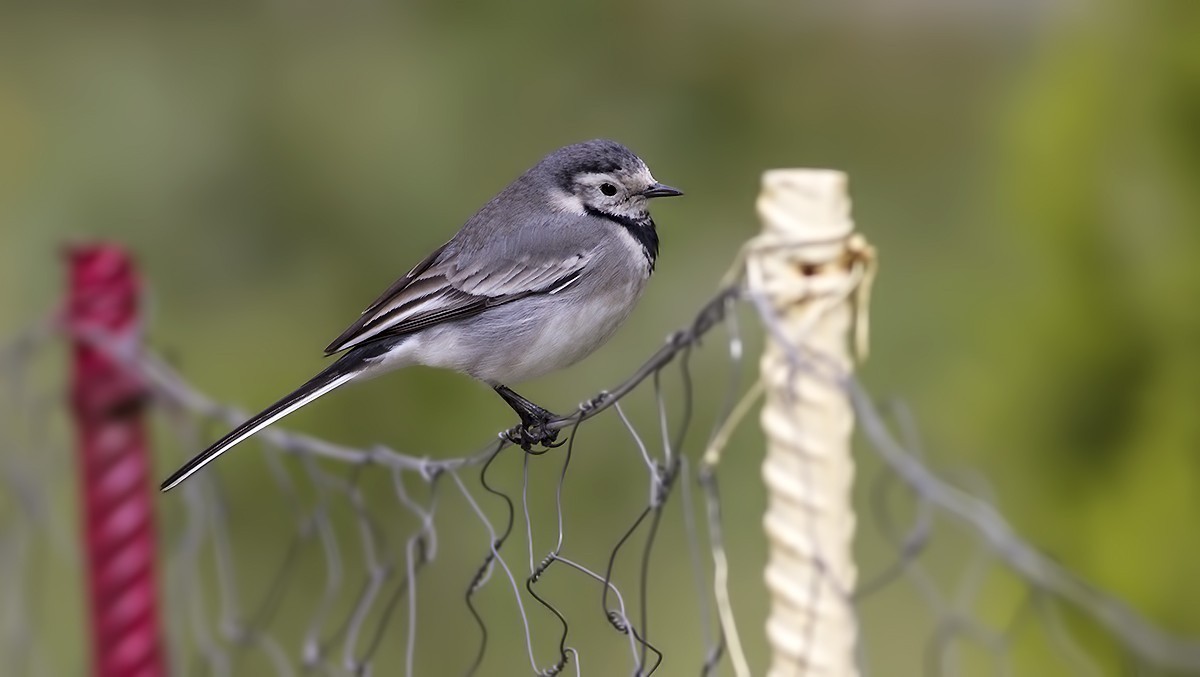 White Wagtail