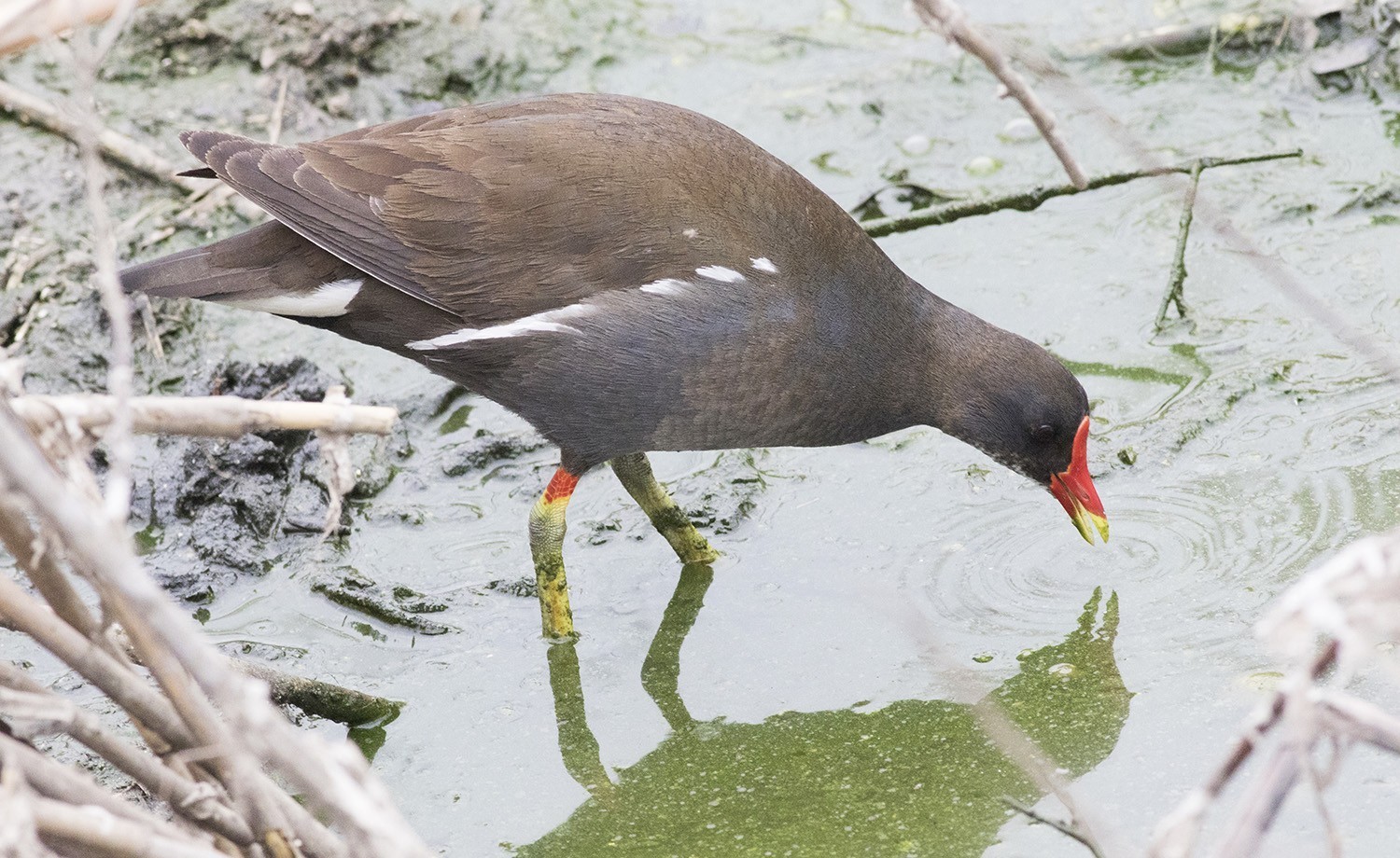 Eurasian Moorhen