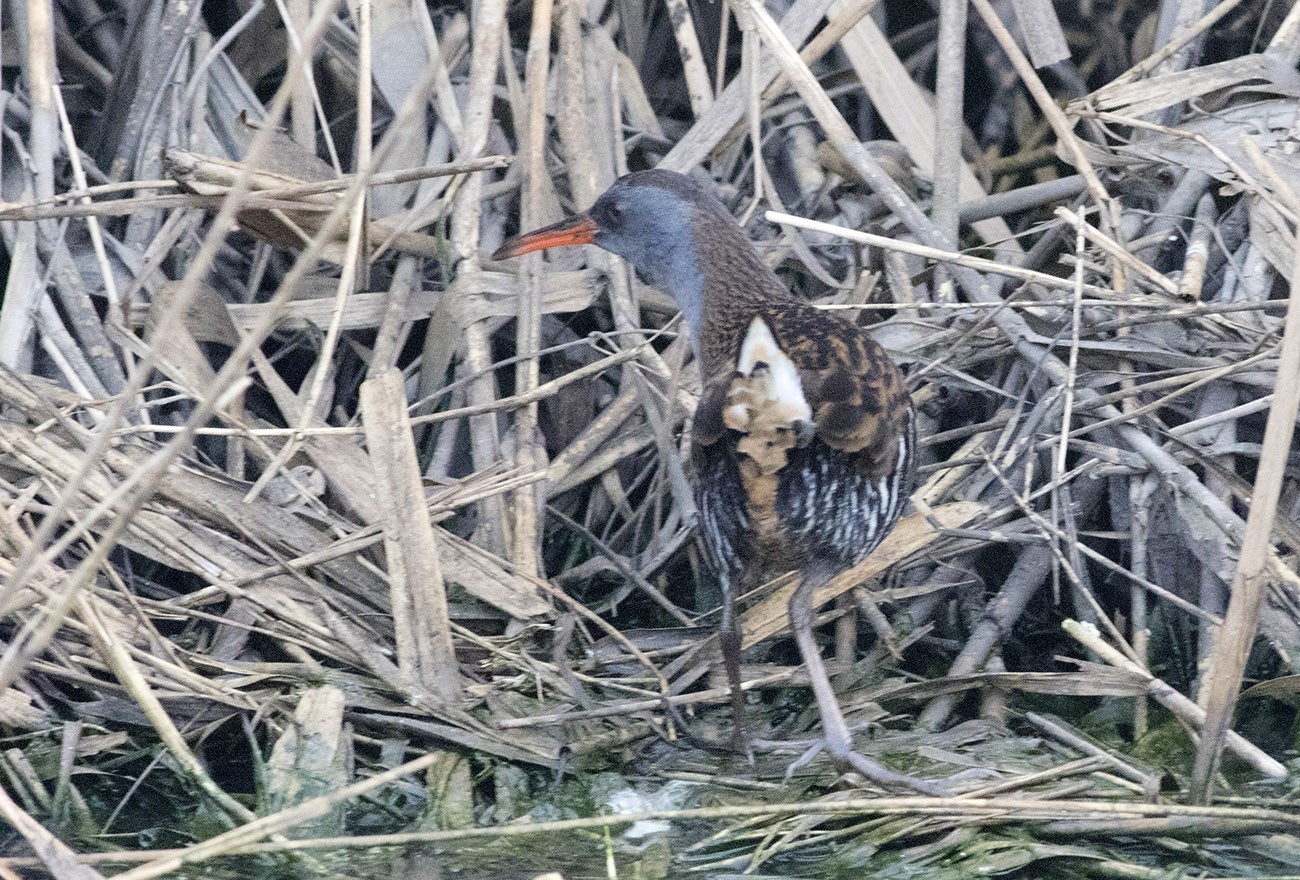 Water Rail