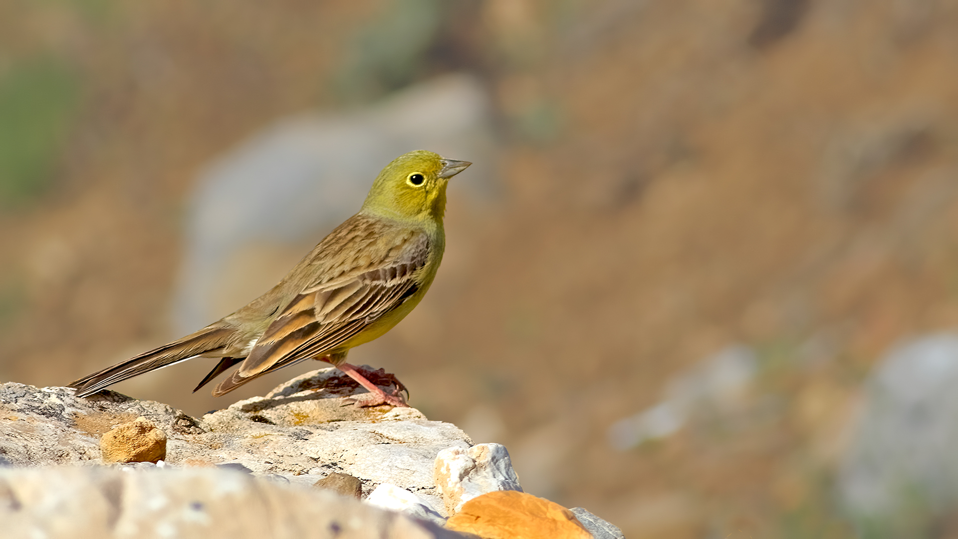 Cinereous Bunting