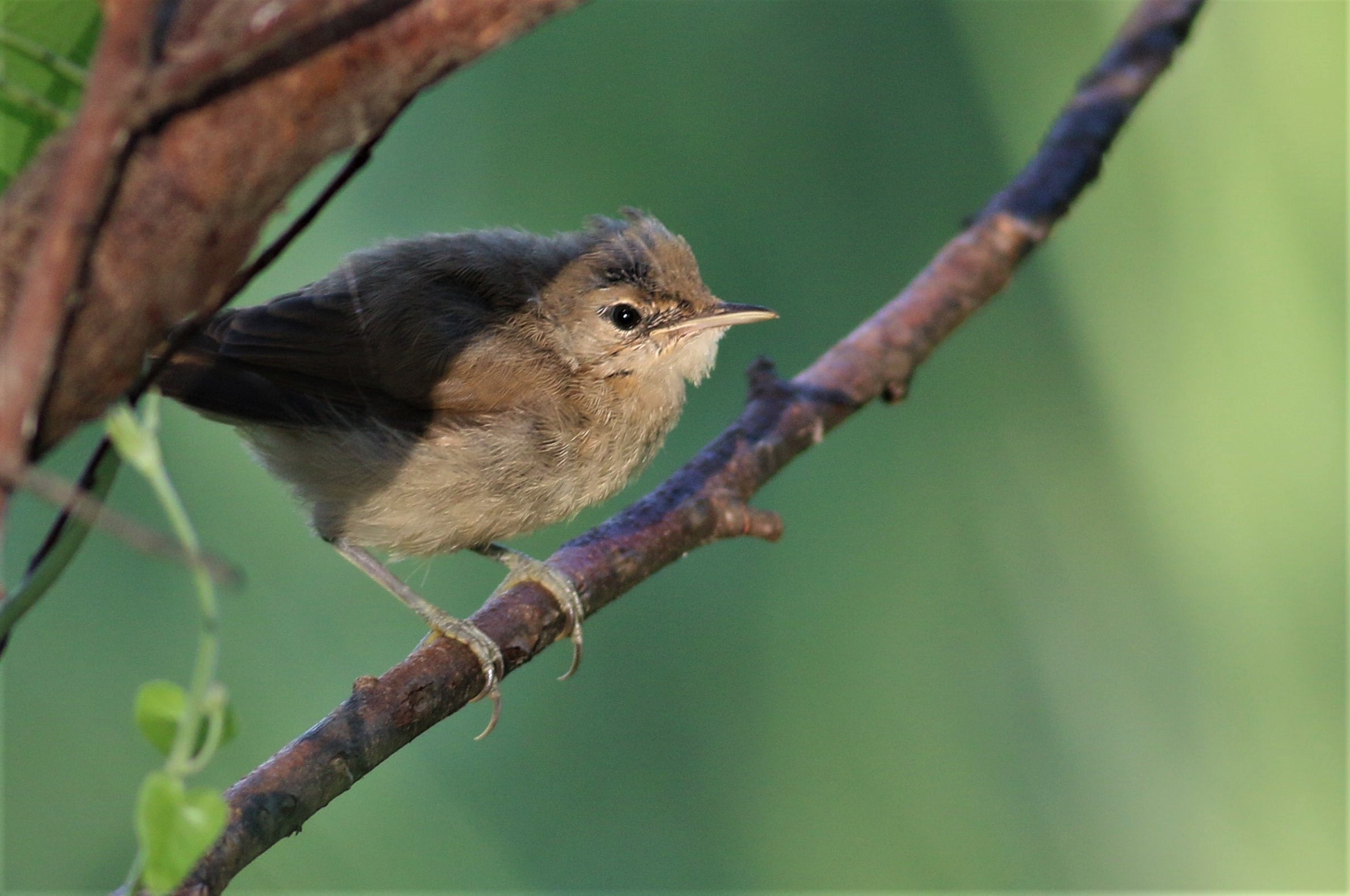 Eurasian Reed Warbler