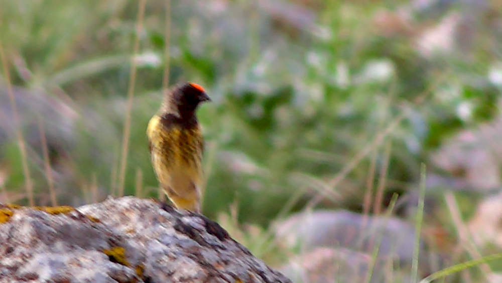 Fire-fronted Serin