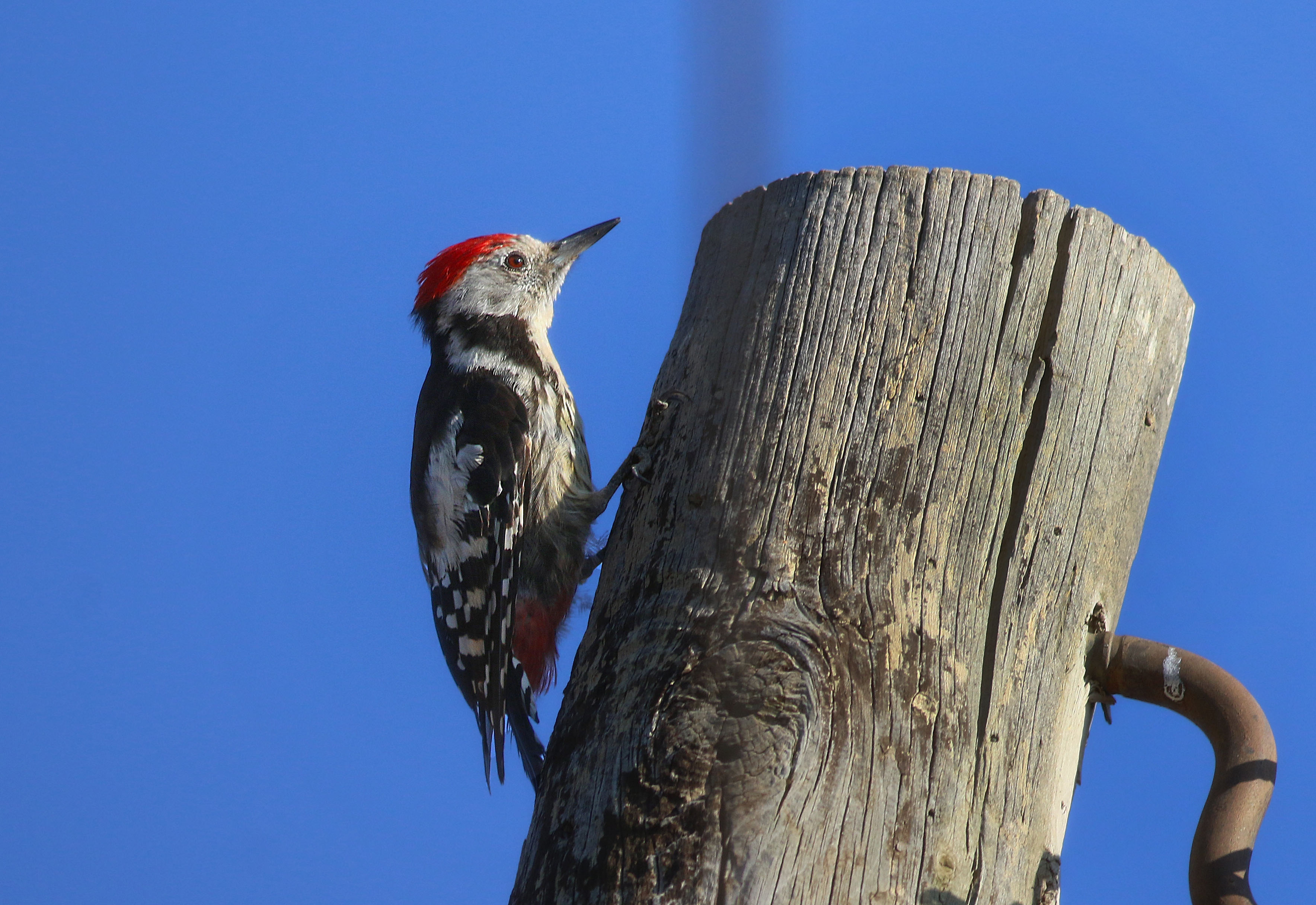 Middle Spotted Woodpecker