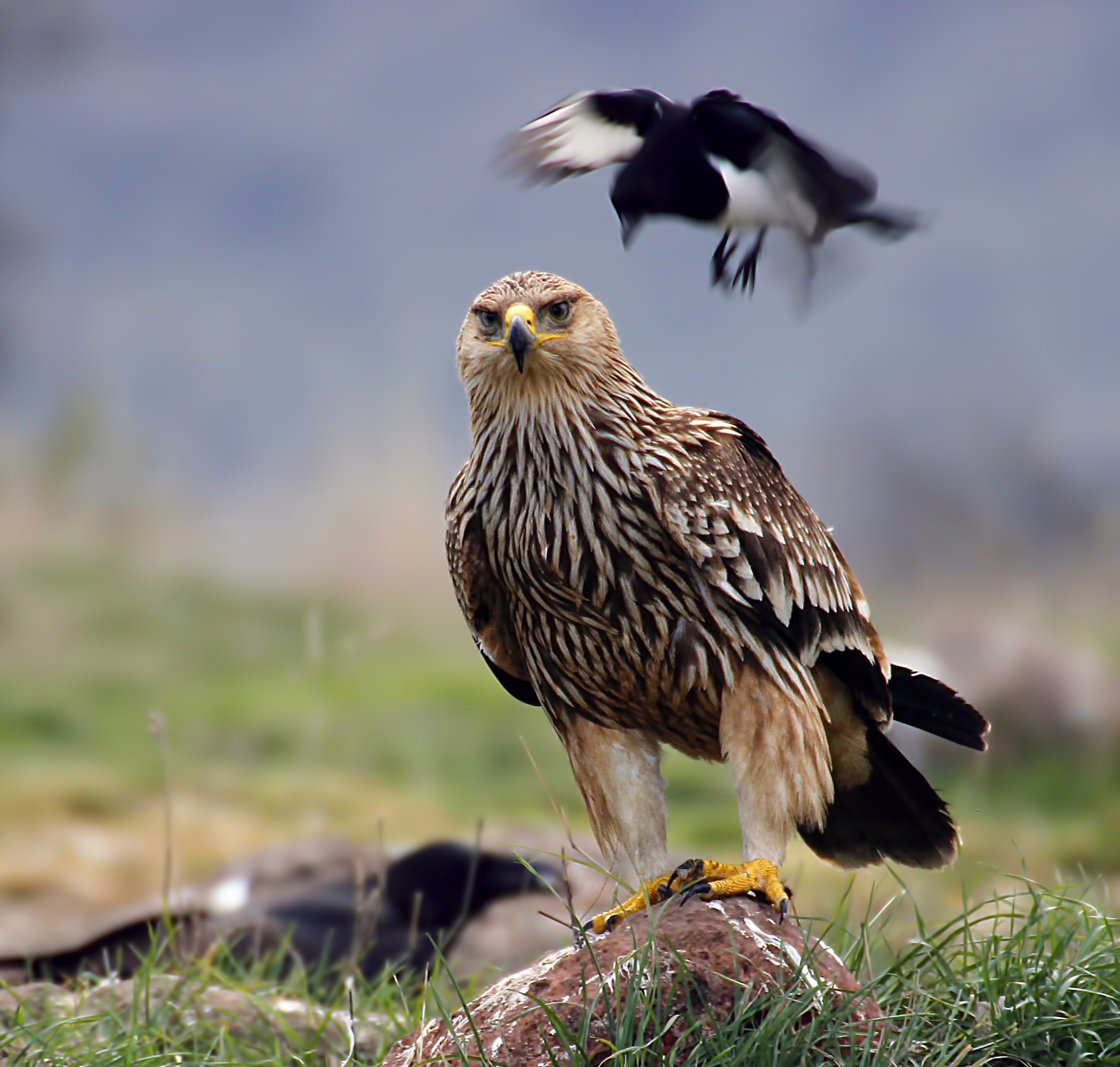 Eastern Imperial Eagle