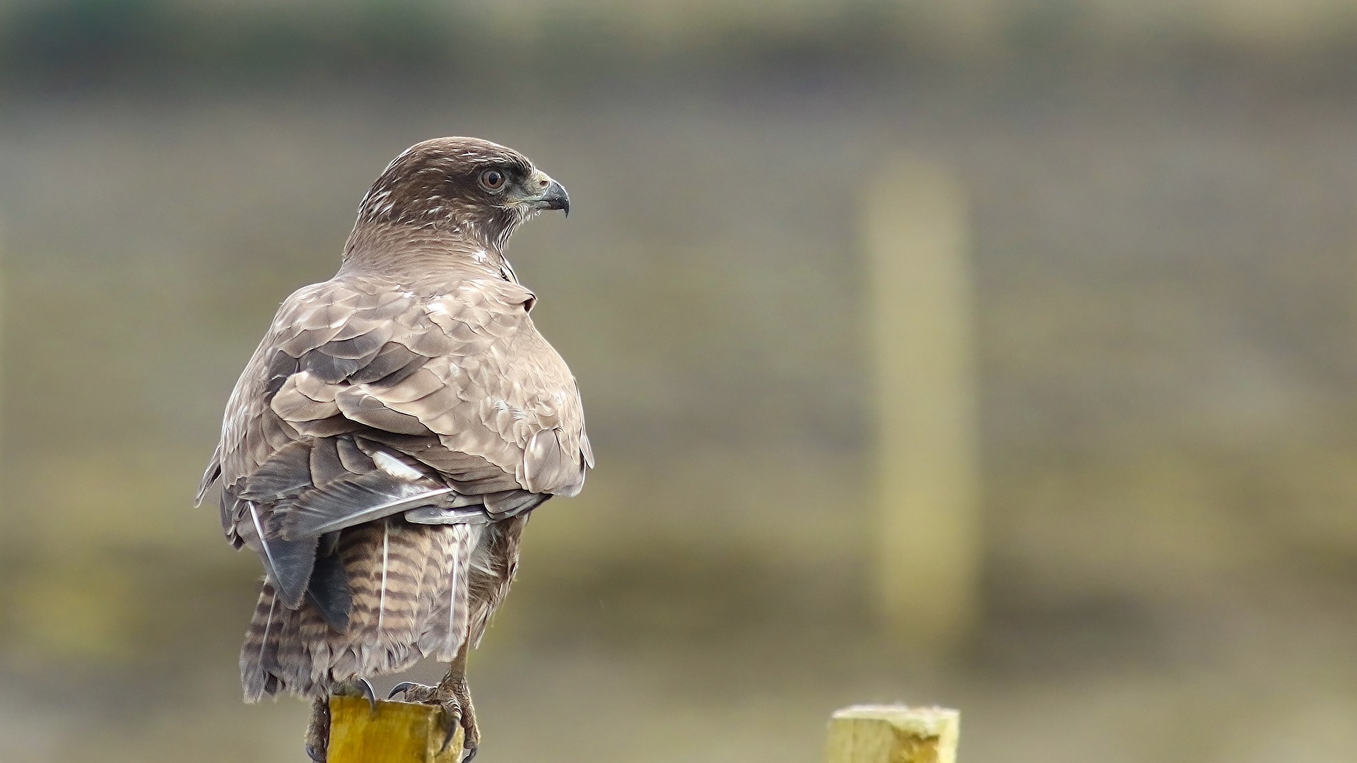 Common Buzzard
