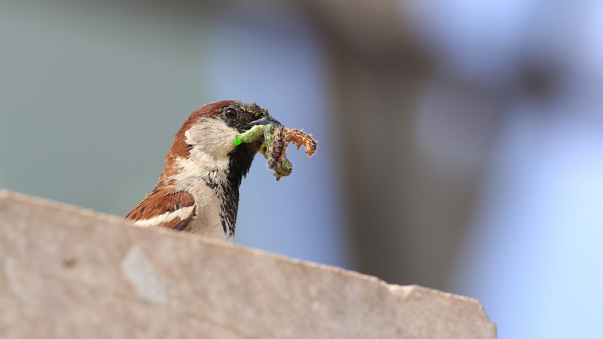 House Sparrow