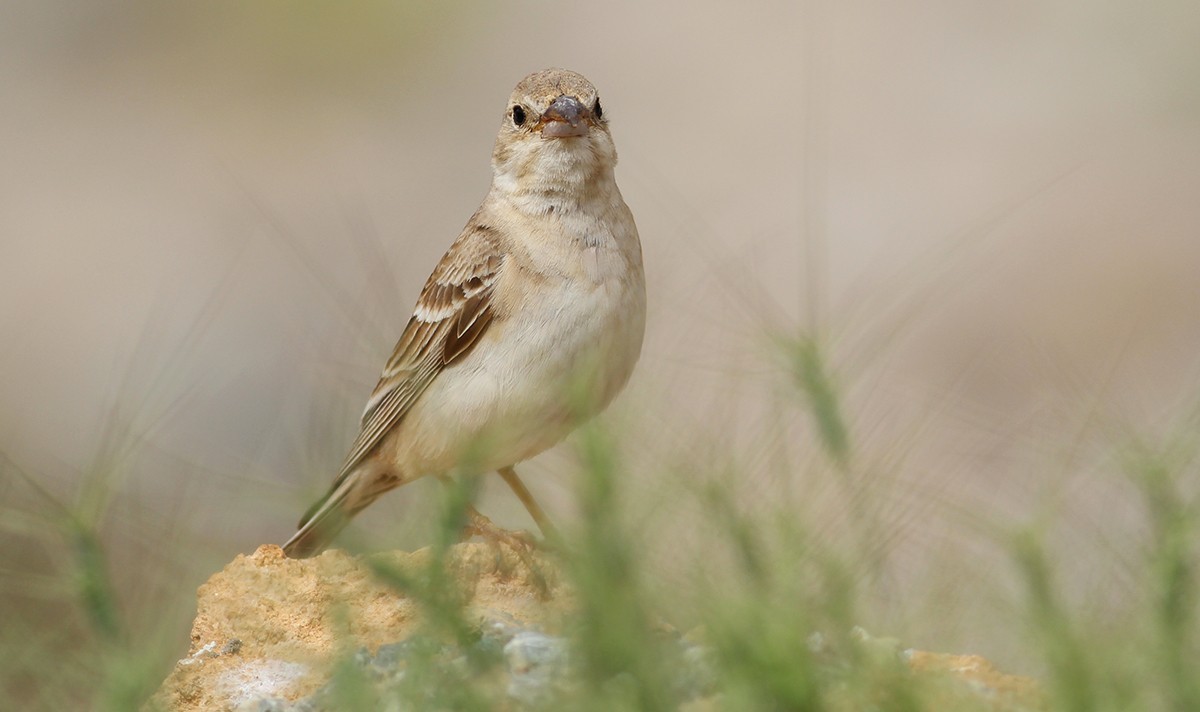 Pale Rock-sparrow