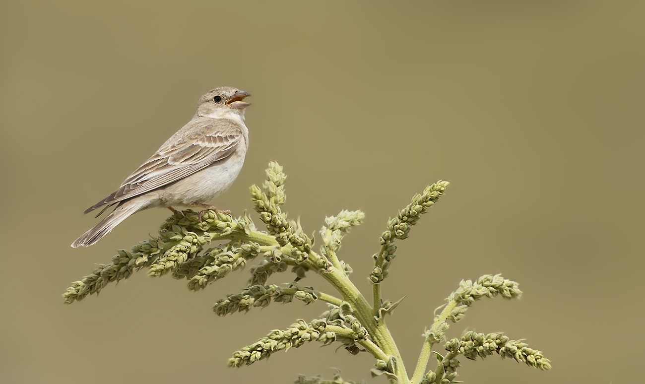 Pale Rock-sparrow