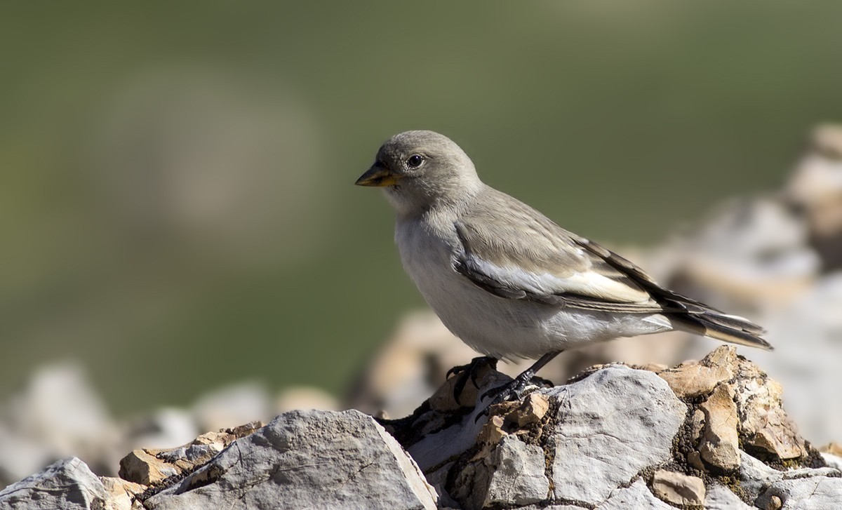White-winged Snowfinch
