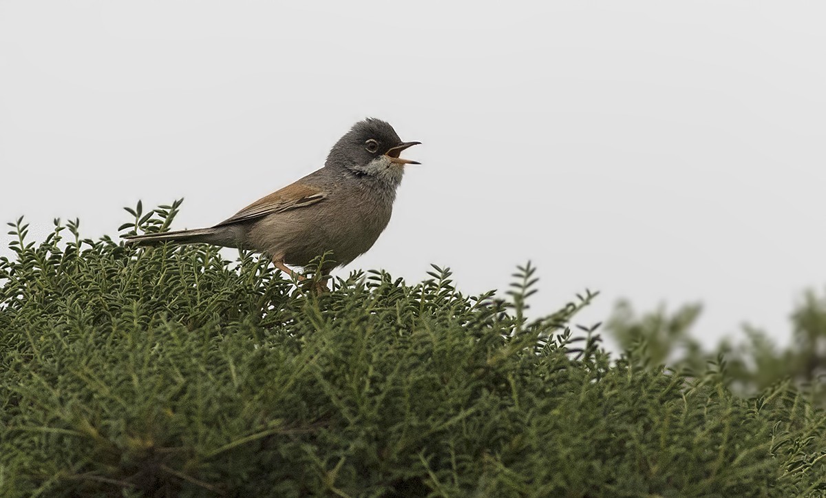 Spectacled Warbler