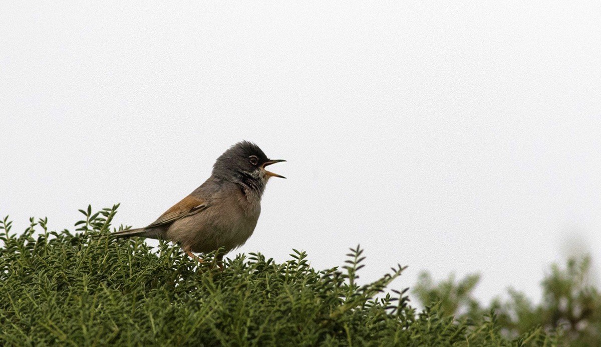 Spectacled Warbler