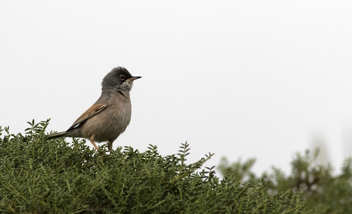 Spectacled Warbler