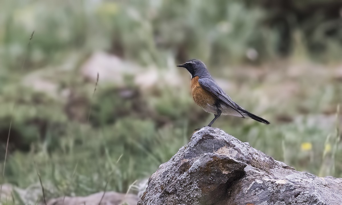 White-throated Robin