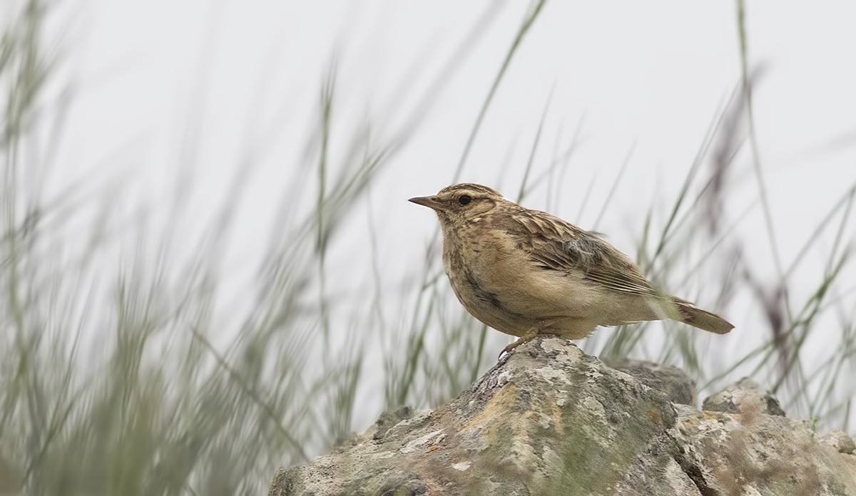 Horned Lark