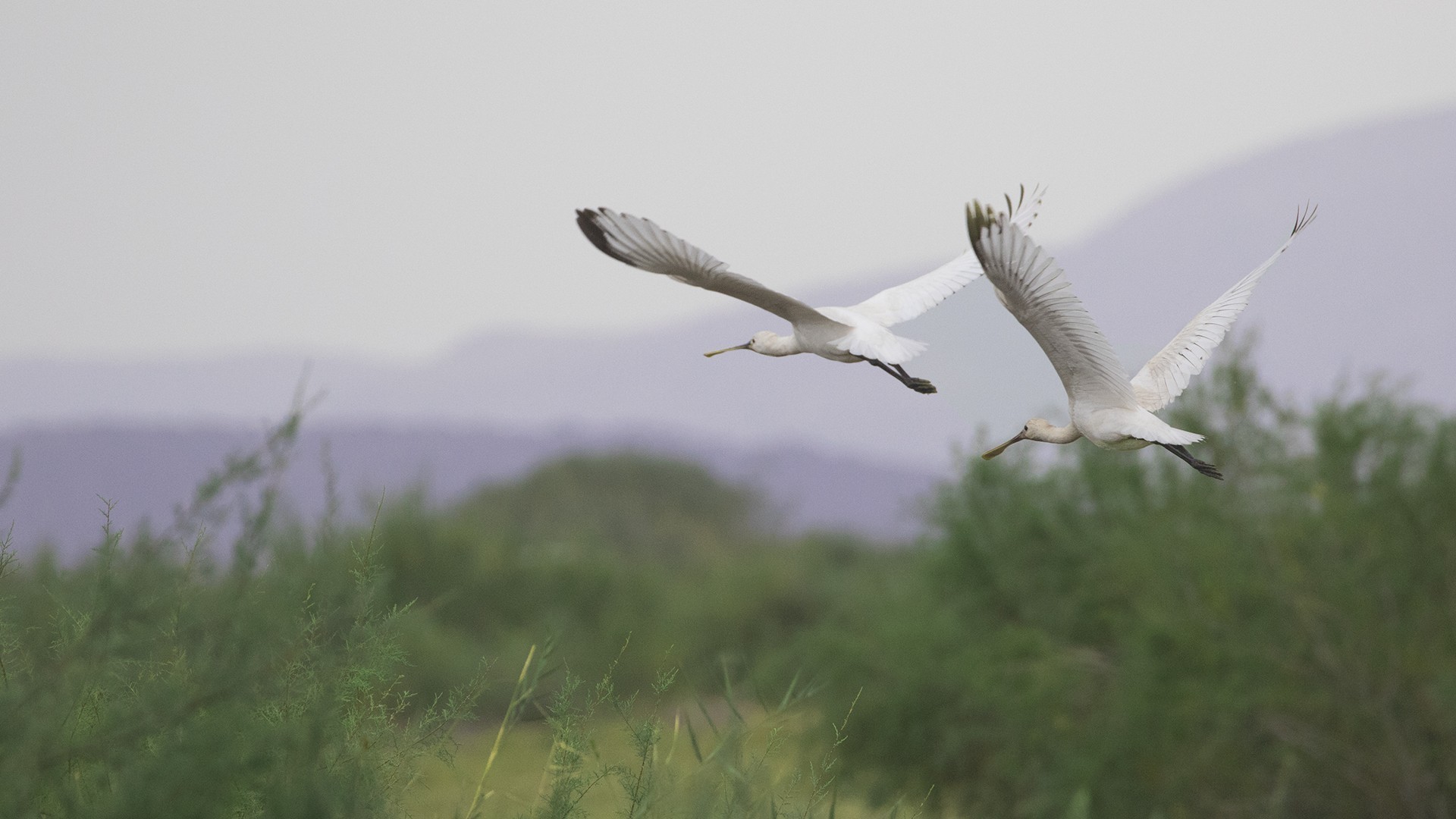 Eurasian Spoonbill