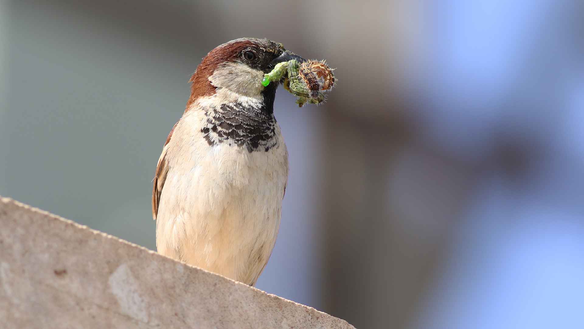 House Sparrow